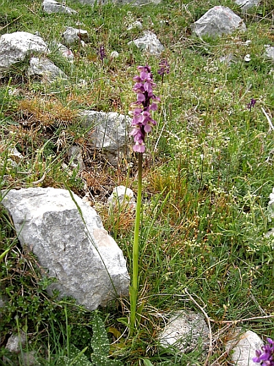 orchis morio......